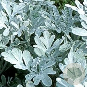 Artemisia stell. 'Boughton Silver' GM P9