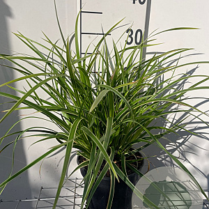 Carex morrowii 'Ice Dance' GM 2,0L