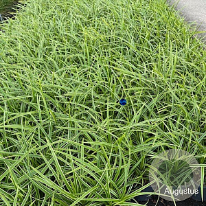 Carex morrowii 'Ice Dance' GM 2,0L
