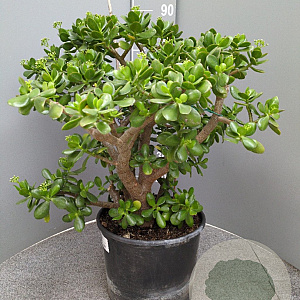 Crassula ovata 80 cm 30L