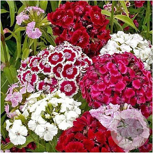Dianthus barbatus GM P9