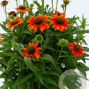 Echinacea Lakota Orange GM P9