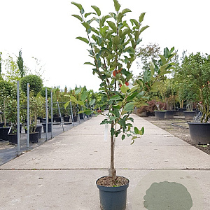 Malus d. 'Elstar' laagstam 7,5L