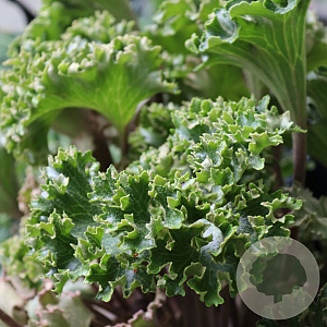 Farfugium jap. 'Wavy Gravy' GM P9