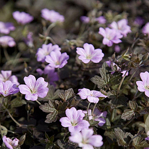 Geranium 'Dusky Crûg' GM P9