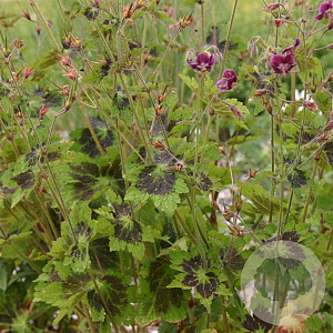 Geranium ph. 'Samobor' GM P9