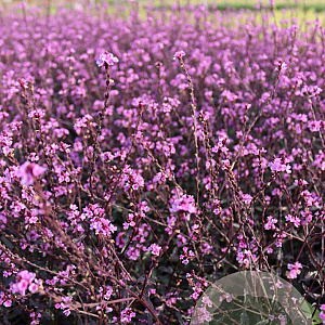 Verbena officinalis 'Bampton' GM P9