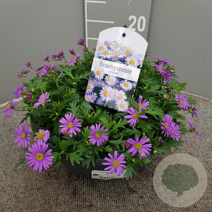 Brachyscome iberidifolia GM 9L