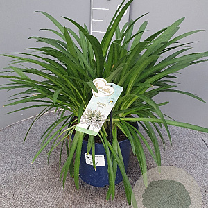 Agapanthus Amourette Superb White GM C5