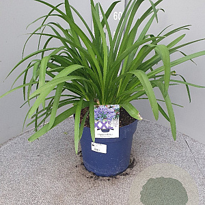 Agapanthus Eydori Blue GM 9L