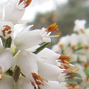 Erica carn. 'Isabell' GM P9.5 2 jaar