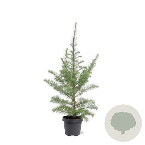 Larix kaempferi 80-100 cm 5,0L