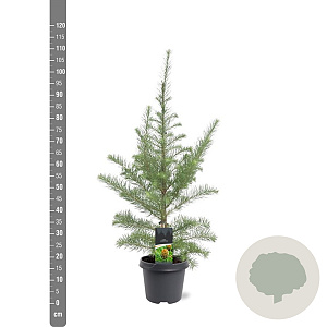 Larix kaempferi 80-100 cm 5,0L
