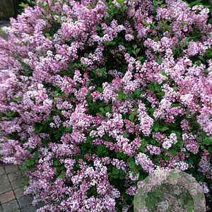 Syringa meyeri 'Palibin' 40-50 cm 4,0L