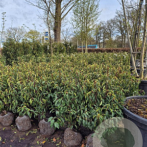 Prunus l. 'Angustifolia' 60-80 cm met kluit
