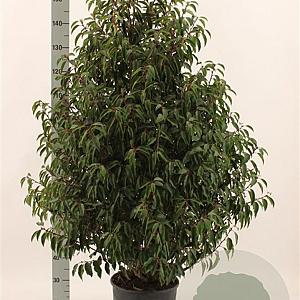 Prunus l. 'Angustifolia' 125-150 cm met kluit