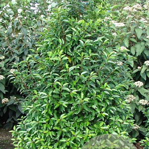 Prunus l. 'Angustifolia' 125-150 cm met kluit extra