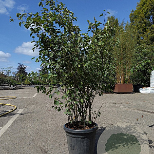 Amelanchier lamarckii 150-175 cm container meerstammig