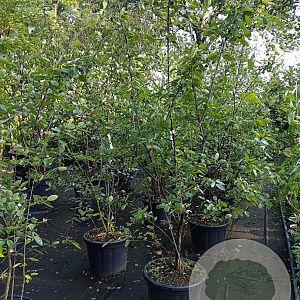 Amelanchier lamarckii 150-175 cm container meerstammig
