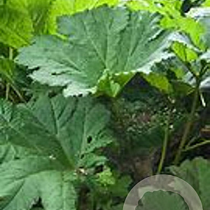 Gunnera manicata GM 2,0L