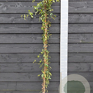 Bignonia capreolata 150-175 cm vierkant rond 5,5L