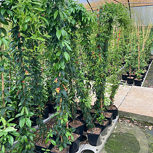 Bignonia capreolata 150-175 cm vierkant rond 5,5L