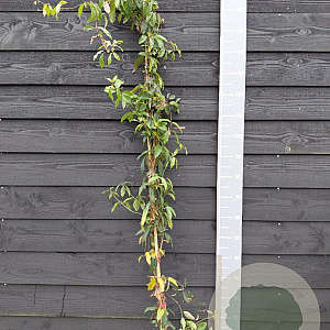 Bignonia capr. 'Tangerine Beauty' 150-175 cm vierkant rond 5,5L