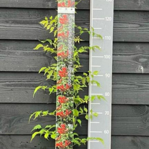 Campsis rad. 'Flamenco' 150-175 cm vierkant rond 5,5L