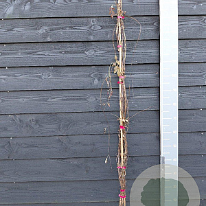 Campsis rad. 'Flamenco' 150-175 cm vierkant rond 5,5L