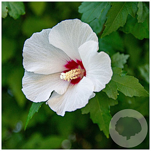 Hibiscus 'Angelique' 40-60 cm wortelgoed struik