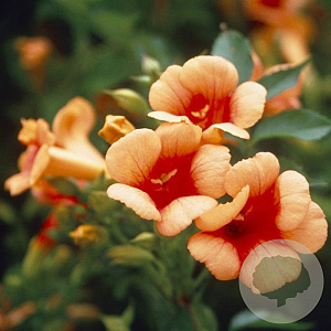 Campsis t. Indian Summer 100-120 cm 5,5L