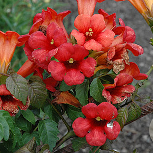 Campsis t. Summer Jazz Fire 60-80 cm 5,0L