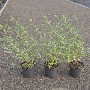 Caryopteris cland. 'Heavenly Blue' 30-40 cm 2,0L