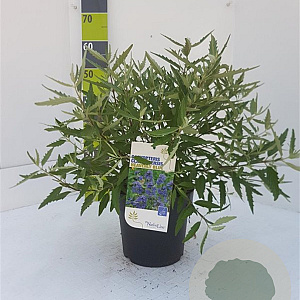 Caryopteris cland. 'Heavenly Blue' 30-40 cm 4,5L