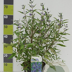 Caryopteris cland. 'Heavenly Blue' 30-40 cm 4,5L