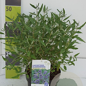 Caryopteris cland. 'Heavenly Blue' 30-40 cm 4,5L