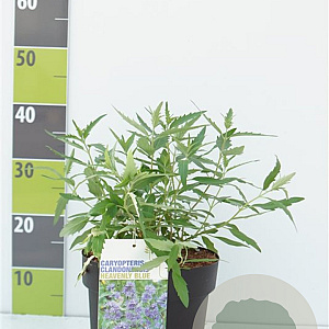Caryopteris cland. 'Heavenly Blue' 30-40 cm 4,5L