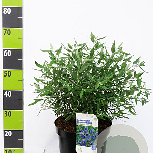 Caryopteris cland. 'Heavenly Blue' 30-40 cm 4,5L