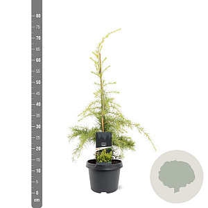 Cedrus deod. 'Aurea' 50-60 cm 3,0L