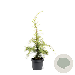 Cedrus deod. 'Aurea' 50-60 cm 3,0L