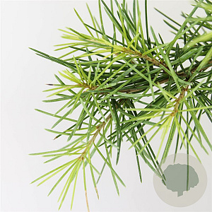 Cedrus deod. 'Aurea' 50-60 cm 3,0L