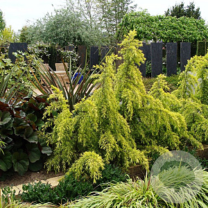 Cedrus deod. 'Aurea' 50-60 cm 3,0L