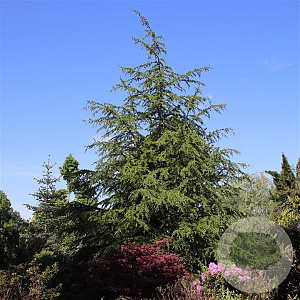 Cedrus libani 50-60 cm 3,0L