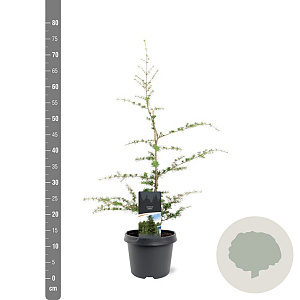 Cedrus libani 50-60 cm 3,0L