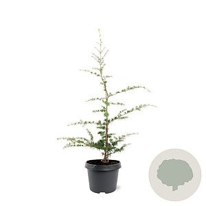 Cedrus libani 50-60 cm 3,0L