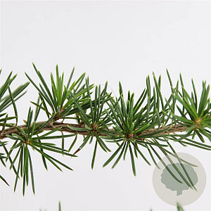 Cedrus libani 50-60 cm 3,0L
