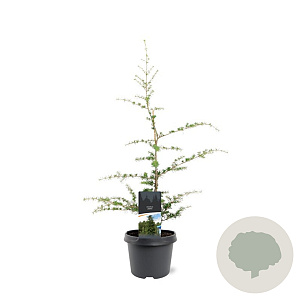 Cedrus libani 50-60 cm 3,0L