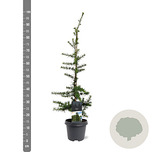 Cedrus libani 60-80 cm 5,0L