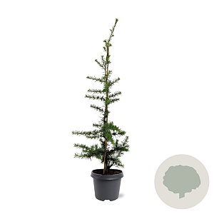 Cedrus libani 60-80 cm 5,0L
