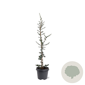 Cedrus l. 'Glauca' 60-80 cm 5,0L